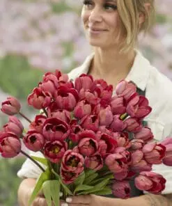 Tulipanløg ‘Ridgedale’ (Tulipa Double Early) – Str. 12+ | Fyldt rød tulipan | FRA 5,40 KR