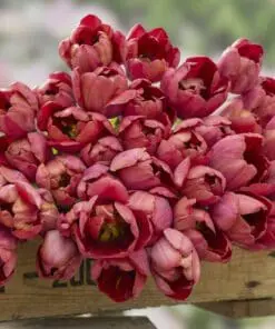 Tulipanløg ‘Ridgedale’ (Tulipa Double Early) – Str. 12+ | Fyldt rød tulipan | FRA 5,40 KR