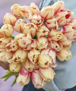 Tulipanløg ‘Sorbet’ – Str. 12+ (Single Late) | Cremefarvet tulipan med rosa striber | FRA 5,40 KR.