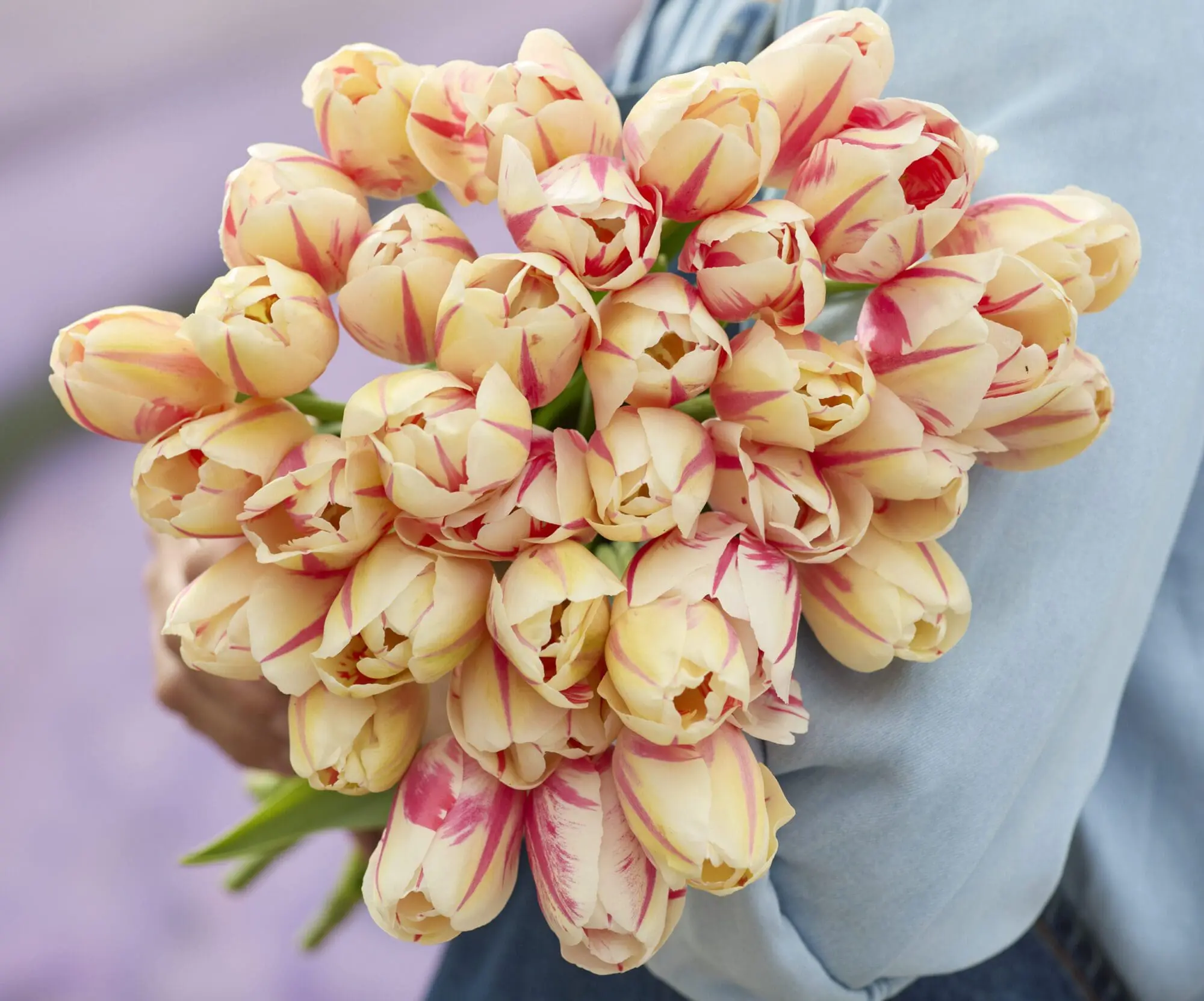 Tulipanløg ‘Sorbet’ – Str. 12+ (Single Late) | Cremefarvet tulipan med rosa striber | FRA 5,40 KR.