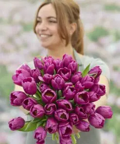 Tulipanløg ‘Purple Prince’ (Single Early) – Str. 12+ | Tidlig lilla tulipan | FRA 5,40 KR.