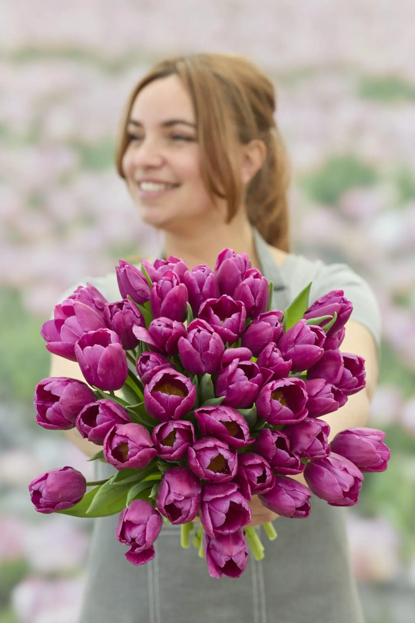 Tulipanløg ‘Purple Prince’ (Single Early) – Str. 12+ | Tidlig lilla tulipan | FRA 5,40 KR.