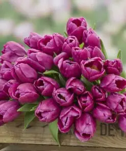 Tulipanløg ‘Purple Prince’ (Single Early) – Str. 12+ | Tidlig lilla tulipan | FRA 5,40 KR.