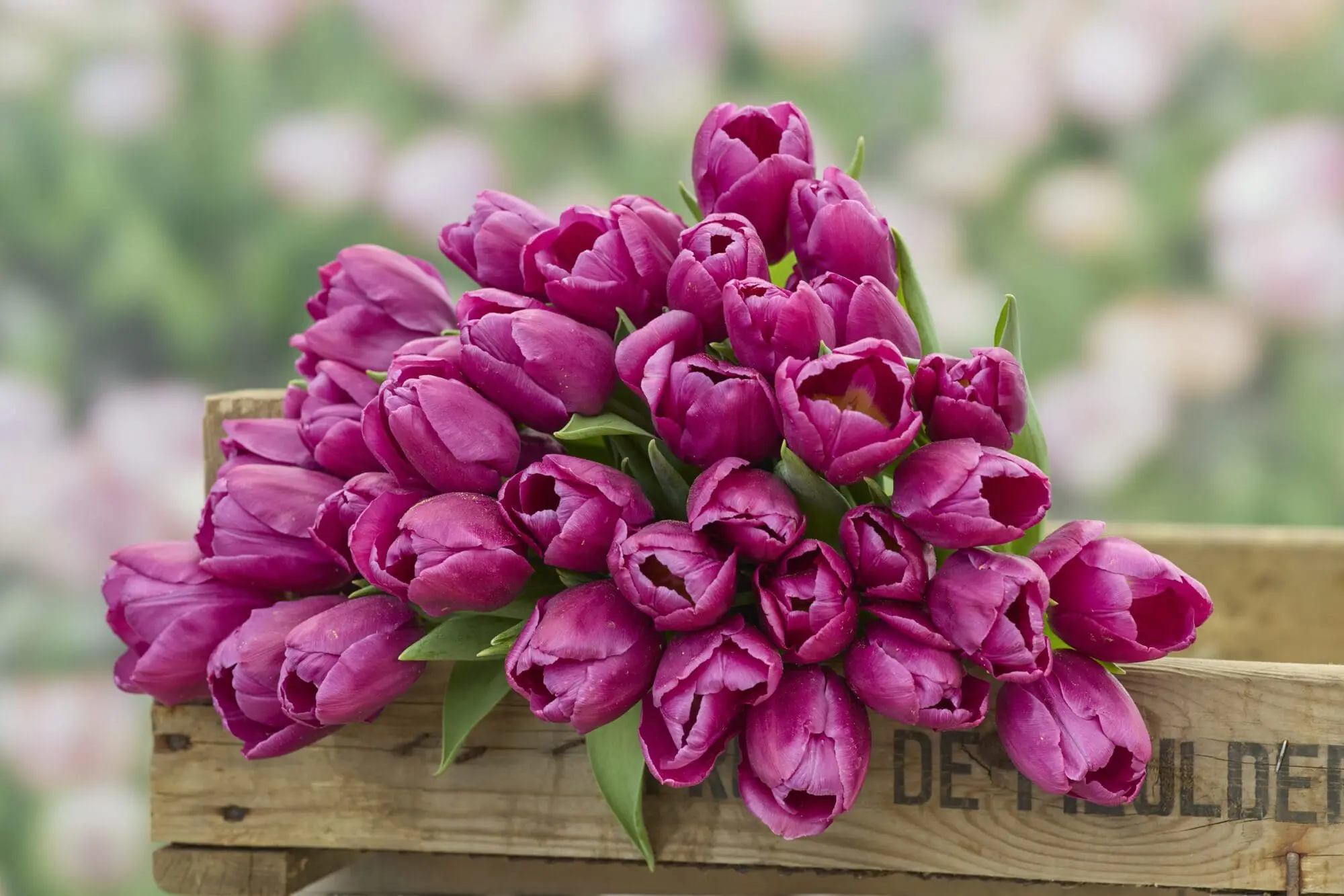 Tulipanløg ‘Purple Prince’ (Single Early) – Str. 12+ | Tidlig lilla tulipan | FRA 5,40 KR.