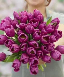 Tulipanløg ‘Purple Prince’ (Single Early) – Str. 12+ | Tidlig lilla tulipan | FRA 5,40 KR.