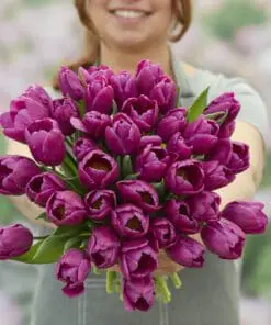 Tulipanløg ‘Purple Prince’ (Single Early) – Str. 12+ | Tidlig lilla tulipan | FRA 5,40 KR.