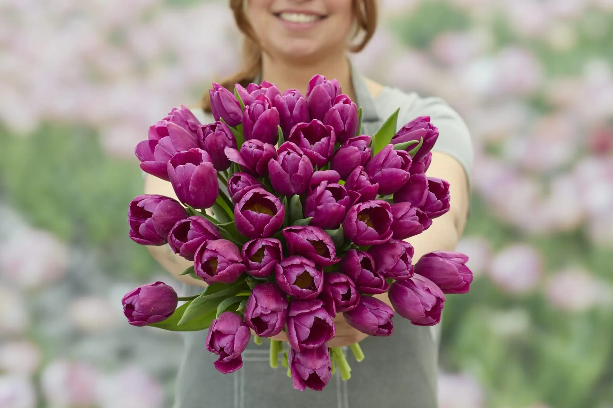 Tulipanløg ‘Purple Prince’ (Single Early) – Str. 12+ | Tidlig lilla tulipan | FRA 5,40 KR.