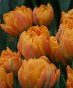 Tulipanløg ‘Orca’ (Double Early) – Str. 12+ | Eksklusiv Orange fyldt tulipan | FRA 5,96 KR