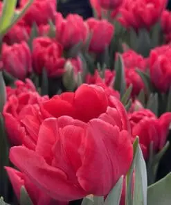 Tulipanløg ‘Red Foxtrot’ (Double Early) – Str. 12+ | Varm rød fyldt tulipan | FRA 5,40 KR