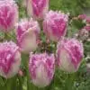 Tulipanløg Huis Ten Bosch – Frynset tulipan – 10 stk. 40,- kr. 100 Stk. 359,- kr.