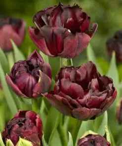 Tulipanløg ‘Palmyra’ (Double Early) – Str. 12+ | Mørk fyldt tidlig tulipan | FRA 5,40 KR