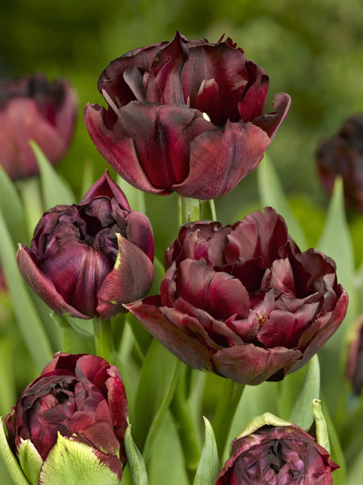 Tulipanløg ‘Palmyra’ (Double Early) – Str. 12+ | Mørk fyldt tidlig tulipan | FRA 5,40 KR