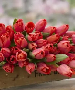Tulipanløg ‘Flevo Passion’ – Str. 12+ | Hindbær-laksefarvet tulipan | FRA 5,40 KR.
