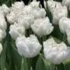 Tulipanløg ‘Galileo’ (Double Early) – Str. 12+ | Hvid fyldt tulipan | Eksklusiv fyldt tulipan | FRA 5,96 KR