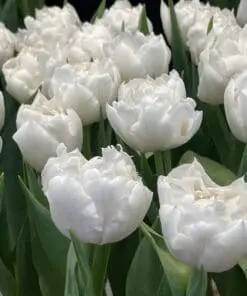Tulipanløg ‘Galileo’ (Double Early) – Str. 12+ | Hvid fyldt tulipan | Eksklusiv fyldt tulipan | FRA 5,96 KR
