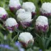 Tulipanløg ‘Ice Cream’ (Tulipa Double Late) – Str. 11/12 | Unik fyldt tulipan | FRA 7,16 KR