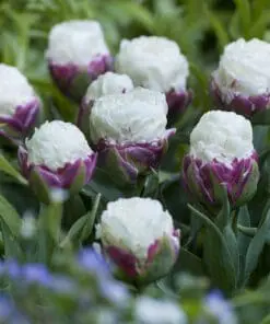 Tulipanløg ‘Ice Cream’ (Tulipa Double Late) – Str. 11/12 | Unik fyldt tulipan | FRA 7,16 KR