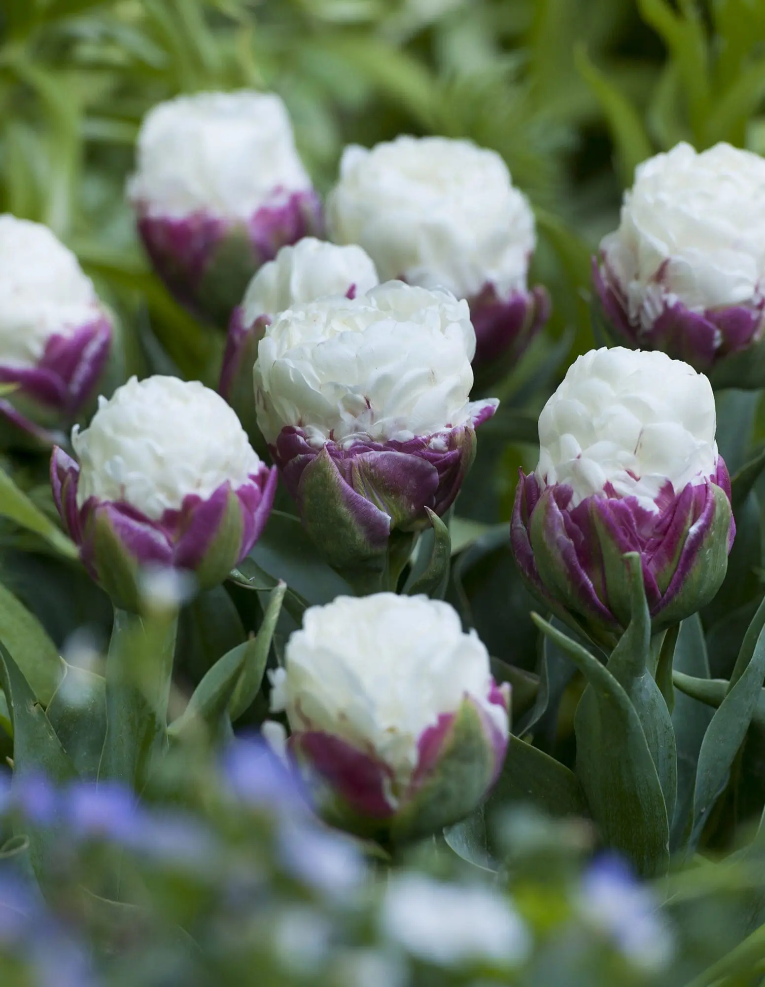 Tulipanløg ‘Ice Cream’ (Tulipa Double Late) – Str. 11/12 | Unik fyldt tulipan | FRA 7,16 KR