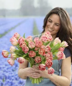Tulipanløg ‘Quinty Trustfull’ (Double Early) – Str. 12+ | Eksklusiv rosa fyldt tulipan | FRA 5,96 KR