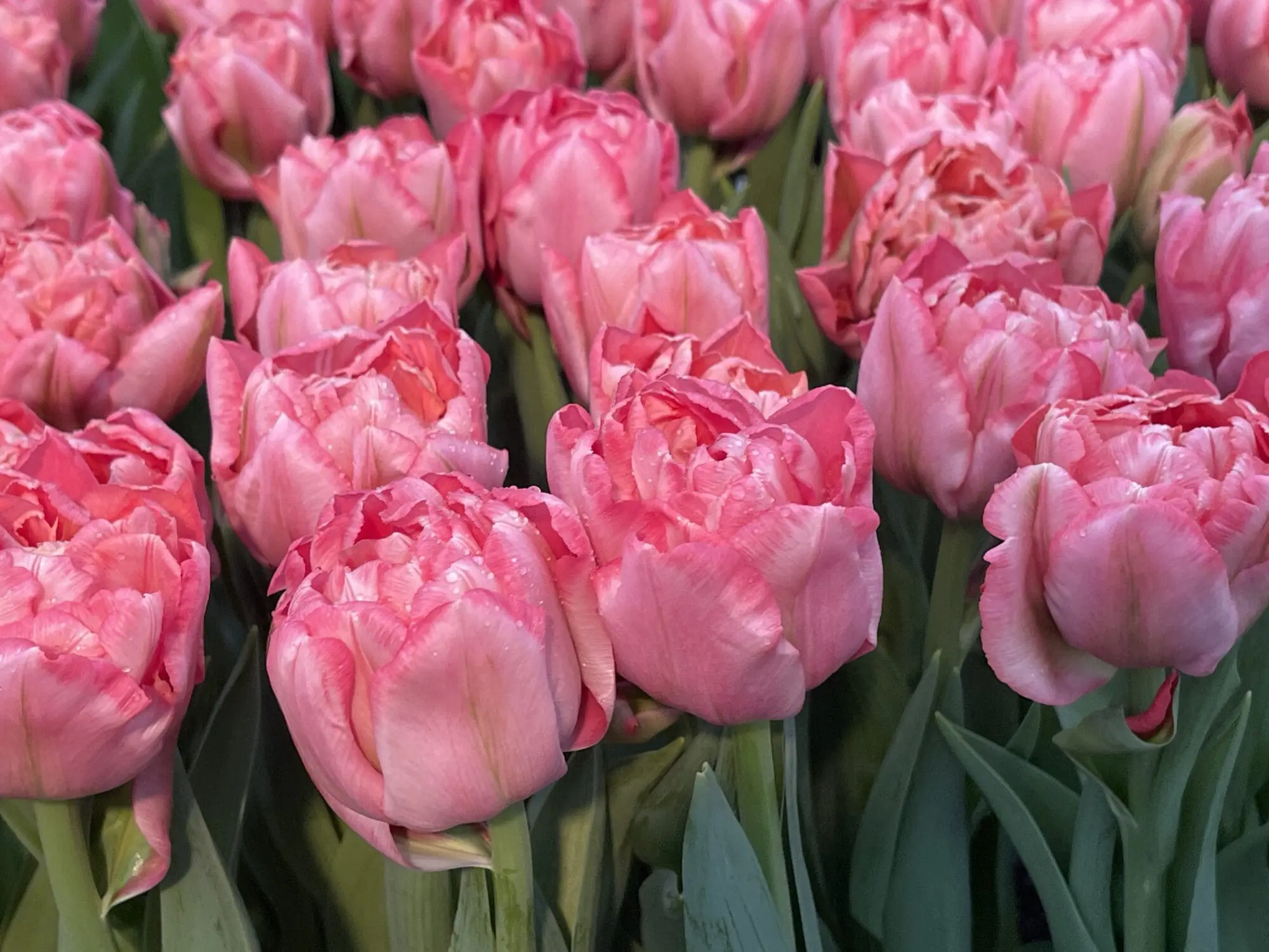 Tulipanløg ‘Quinty Trustfull’ (Double Early) – Str. 12+ | Eksklusiv rosa fyldt tulipan | FRA 5,96 KR