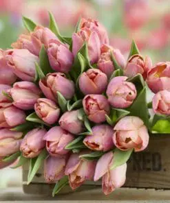 Tulipanløg ‘Salmon Prince’ – Str. 12+ | Elegant laksefarvet tulipan | FRA 5,40 KR.