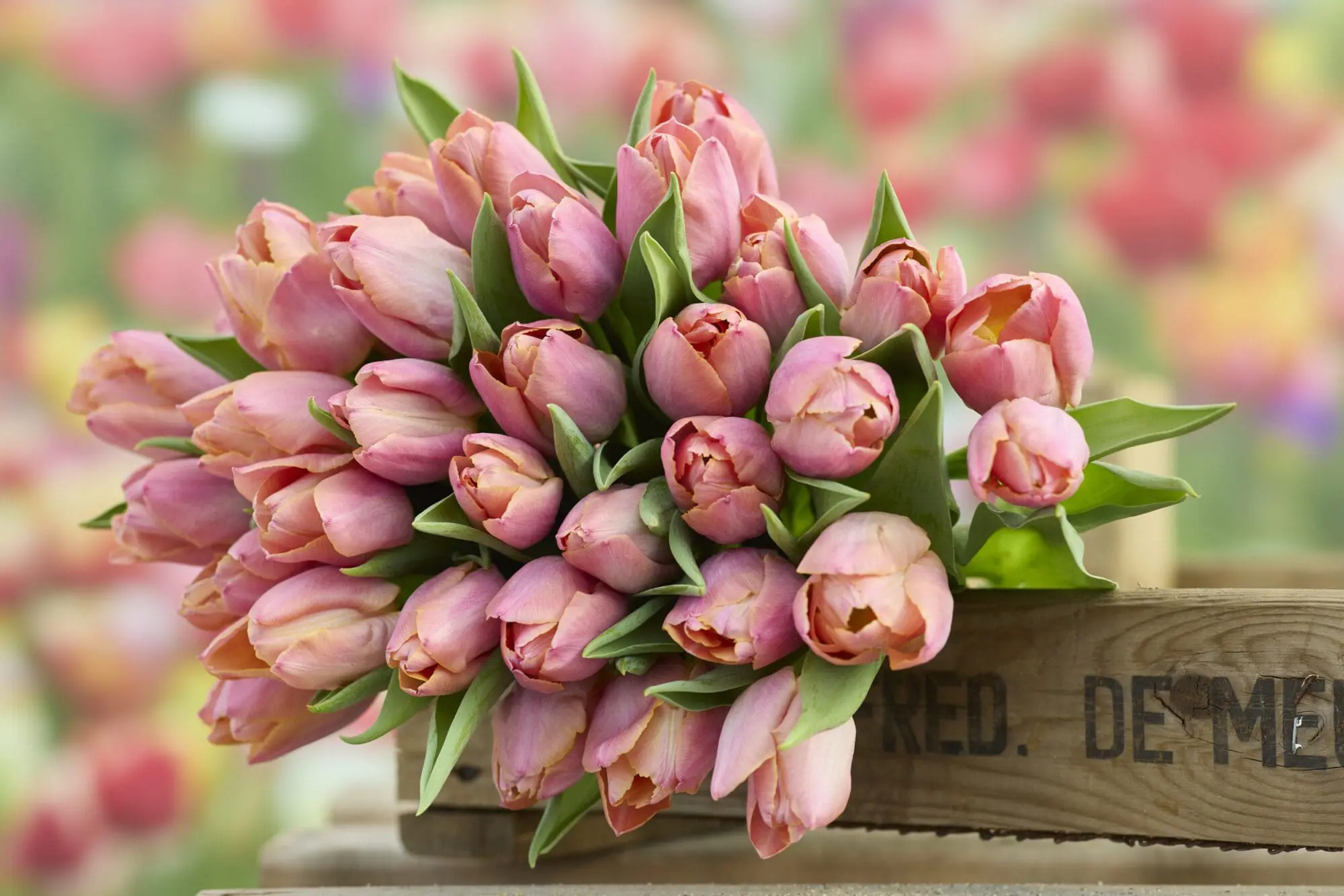 Tulipanløg ‘Salmon Prince’ – Str. 12+ | Elegant laksefarvet tulipan | FRA 5,40 KR.