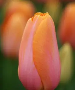 Tulipanløg ‘Dordogne’ (Single Late) – Str. 12+ | Orange-rosa sen tulipan | FRA 5,40 KR