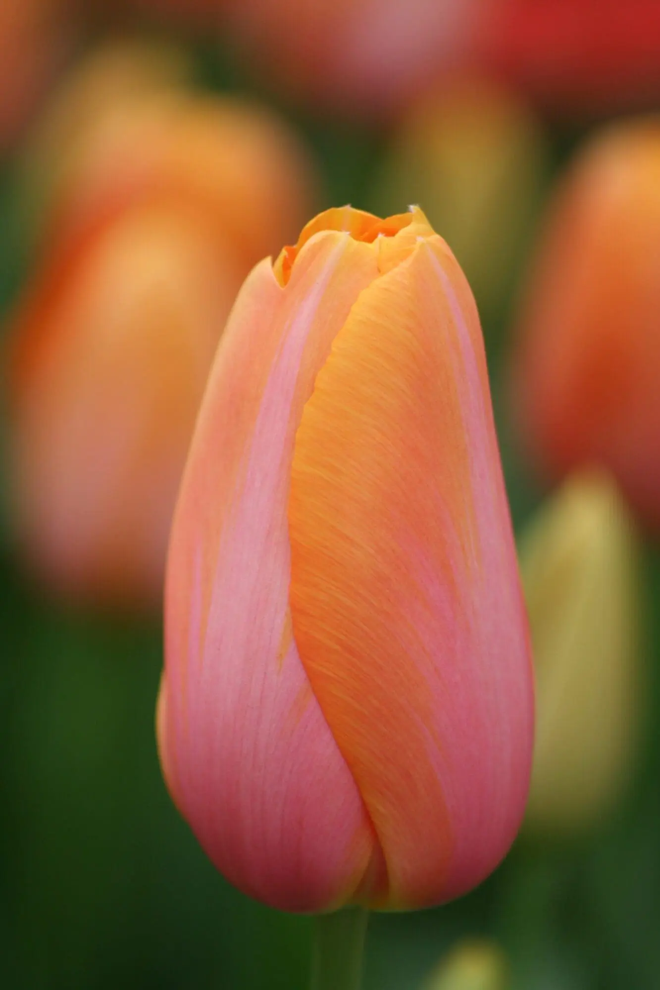 Tulipanløg ‘Dordogne’ (Single Late) – Str. 12+ | Orange-rosa sen tulipan | FRA 5,40 KR