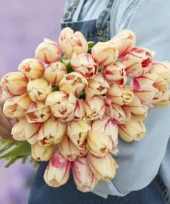Tulipanløg ‘Sorbet’ – Str. 12+ (Single Late) | Cremefarvet tulipan med rosa striber | FRA 5,40 KR.