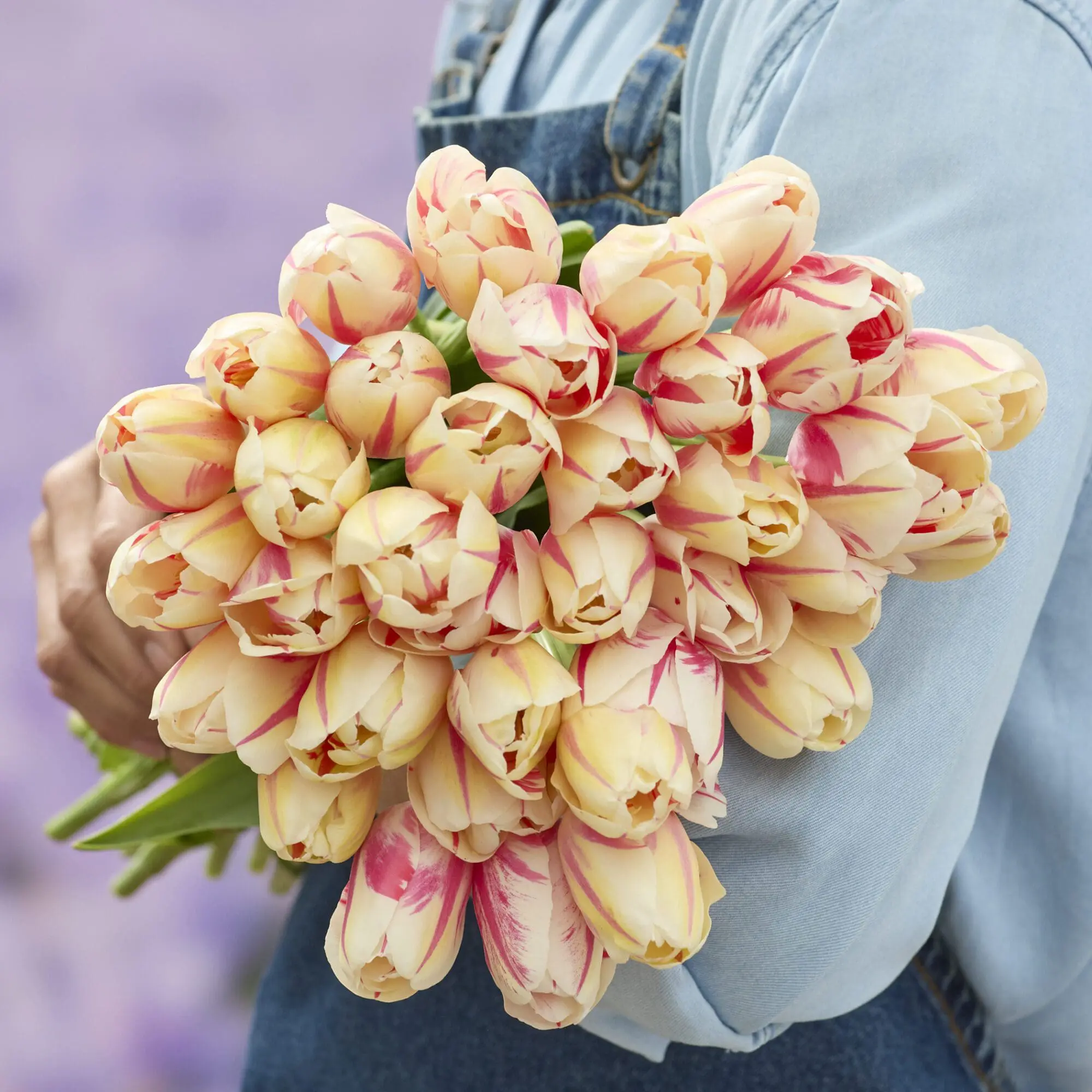 Tulipanløg ‘Sorbet’ – Str. 12+ (Single Late) | Cremefarvet tulipan med rosa striber | FRA 5,40 KR.