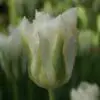 Tulipanløg ‘Spring Green’ (Viridiflora) – Str. 12+ | Hvid-grøn tulipan | FRA 5,40 KR.