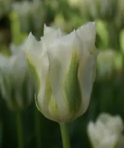 Tulipanløg ‘Spring Green’ (Viridiflora) – Str. 12+ | Hvid-grøn tulipan | FRA 5,40 KR.