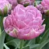 Tulipanløg ‘Strawberry Cream’ (Tulipa Double Late) – Str. 12+ | Fyldt romantisk tulipan | FRA 8,76 KR