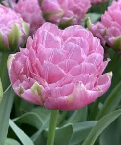 Tulipanløg ‘Strawberry Cream’ (Tulipa Double Late) – Str. 12+ | Fyldt romantisk tulipan | FRA 8,76 KR