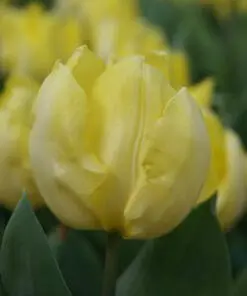 Tulipanløg ‘Sunny Prince’ – Str. 12+ | Smuk lysegul forårstulipan | FRA 5,40 KR.