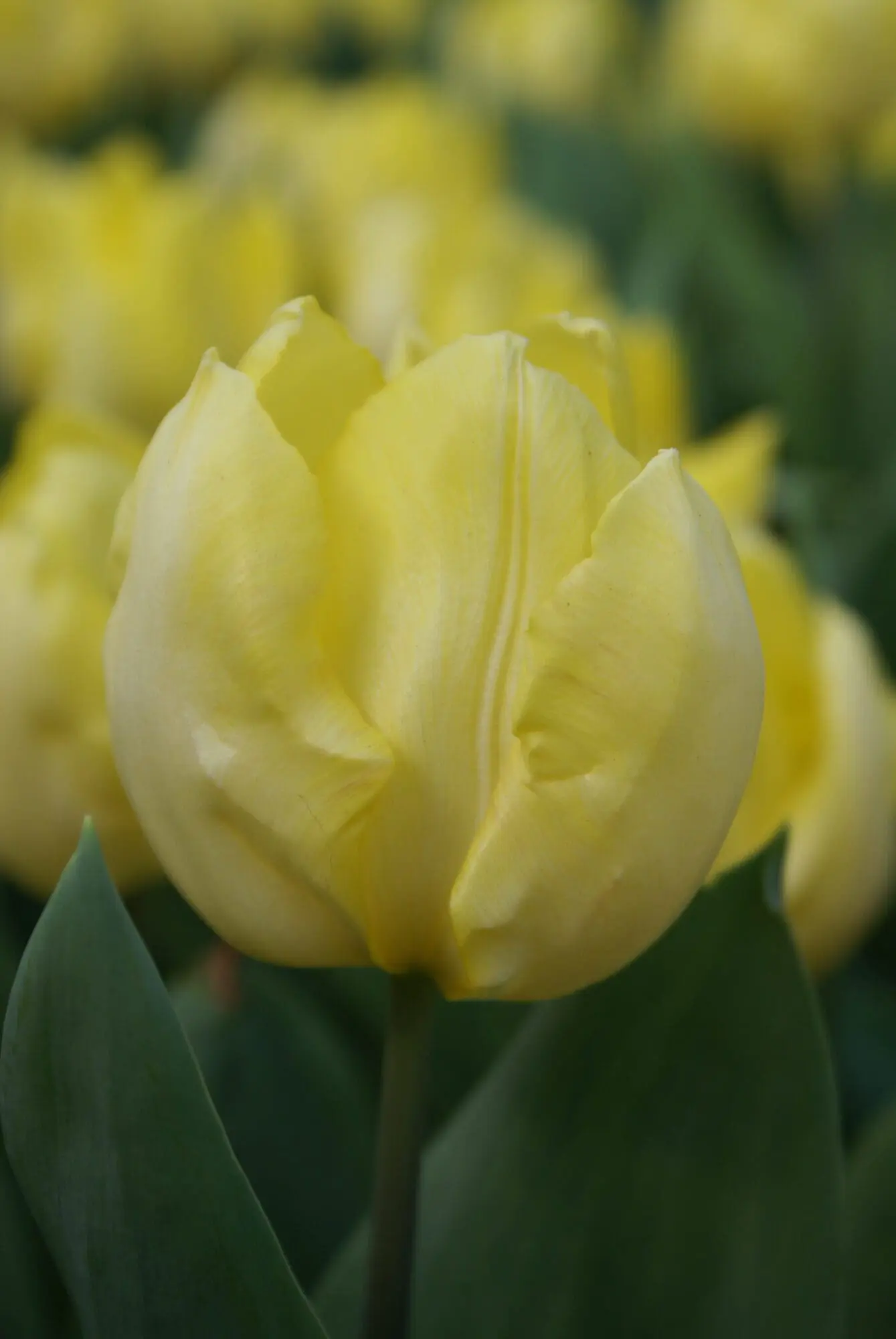 Tulipanløg ‘Sunny Prince’ – Str. 12+ | Smuk lysegul forårstulipan | FRA 5,40 KR.