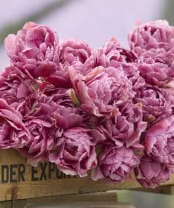 Tulipanløg ‘Beachberry’ (Tulipa Double Late) – Str. 12+ | Eksklusiv fyldt tulipan | FRA 7,16 KR