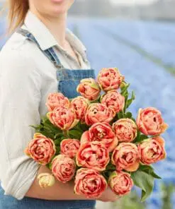 Tulipanløg ‘Copper Image’ (Tulipa Double Late) – Str. 12+ | Eksklusiv fyldt tulipan | FRA 5,96 KR