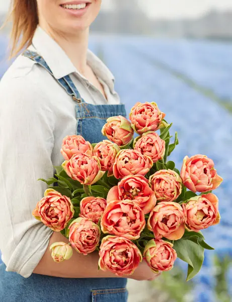 Tulipanløg ‘Copper Image’ (Tulipa Double Late) – Str. 12+ | Eksklusiv fyldt tulipan | FRA 5,96 KR