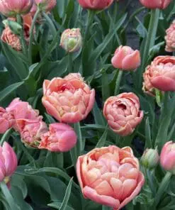 Tulipanløg ‘Copper Image’ (Tulipa Double Late) – Str. 12+ | Eksklusiv fyldt tulipan | FRA 5,96 KR