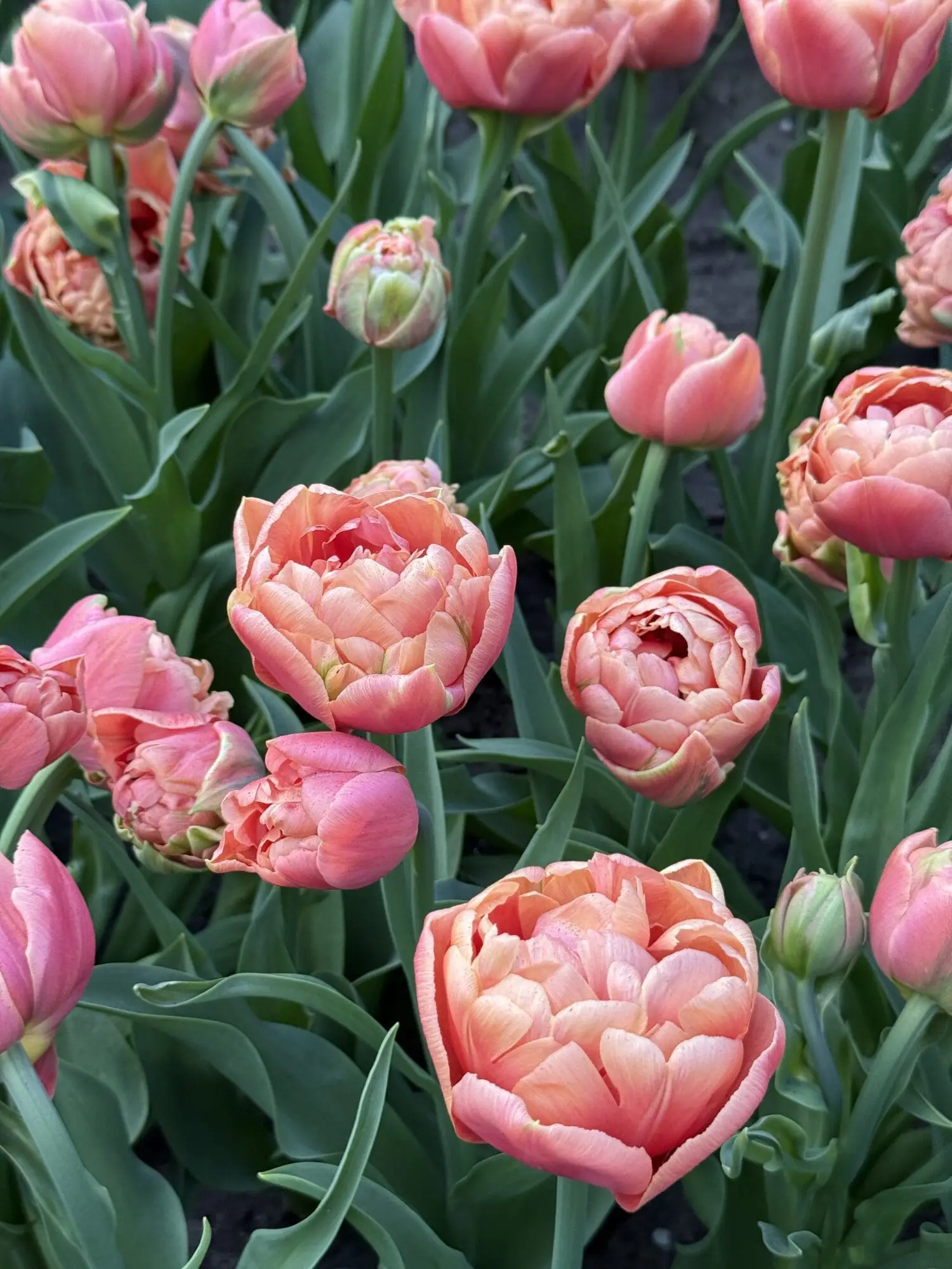 Tulipanløg ‘Copper Image’ (Tulipa Double Late) – Str. 12+ | Eksklusiv fyldt tulipan | FRA 5,96 KR
