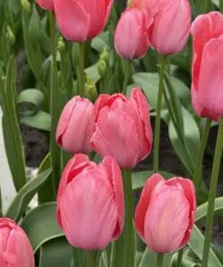 Tulipanløg ‘Design Impression’ (Darwin Hybrid) Str. 12+ | Rosa tulipan med abrikosnuancer | FRA 5,40 KR.