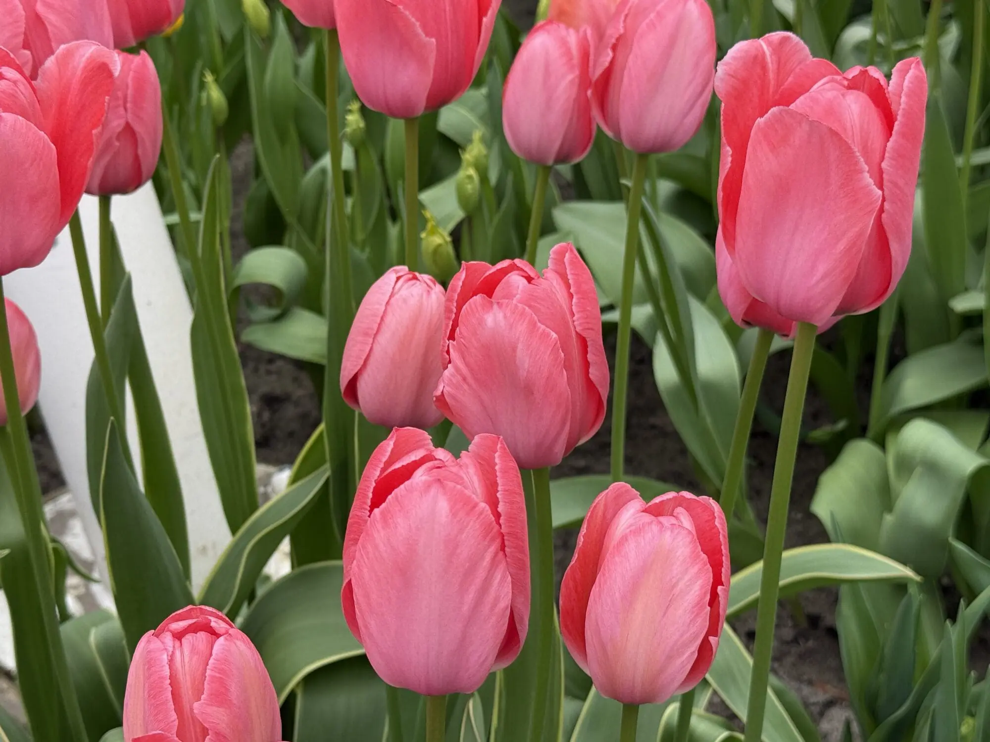 Tulipanløg Darwin Hybrid Design Impression. Smuk og stærk tulipan. Køb tulipanløg på www.nemhjem.dk