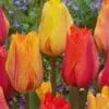 Tulipanløg ‘El Nino’ – Spektakulær enkeltblomstrende tulipan – 10 stk. 40,- kr. 100 Stk. 359,- kr.