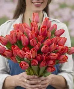 Tulipanløg ‘Flevo Passion’ – Str. 12+ | Hindbær-laksefarvet tulipan | FRA 5,40 KR.