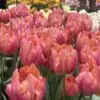 Tulipanløg ‘Flevo Passion’ – Str. 12+ | Hindbær-laksefarvet tulipan | FRA 5,40 KR.
