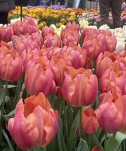 Tulipanløg ‘Flevo Passion’ – Str. 12+ | Hindbær-laksefarvet tulipan | FRA 5,40 KR.