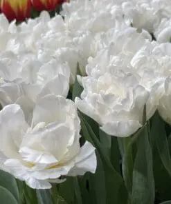 Tulipanløg ‘Galileo’ (Double Early) – Str. 12+ | Hvid fyldt tulipan | Eksklusiv fyldt tulipan | FRA 5,96 KR