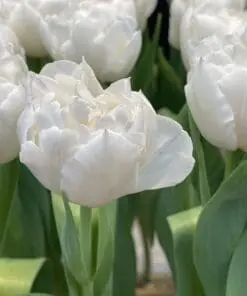 Tulipanløg ‘Galileo’ (Double Early) – Str. 12+ | Hvid fyldt tulipan | Eksklusiv fyldt tulipan | FRA 5,96 KR