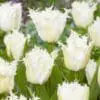Tulipanløg Noordeinde – Hvid frynset tulipan – 10 stk. 40,- kr. 100 Stk. 359,- kr.